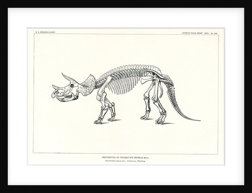 'Triceratops prorsus' by unknown